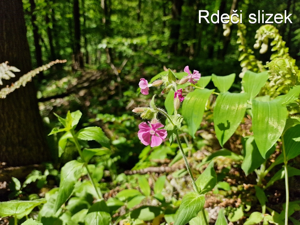 Slika je vidna v Google Chromu.