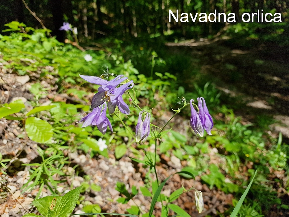 Slika je vidna v Google Chromu.
