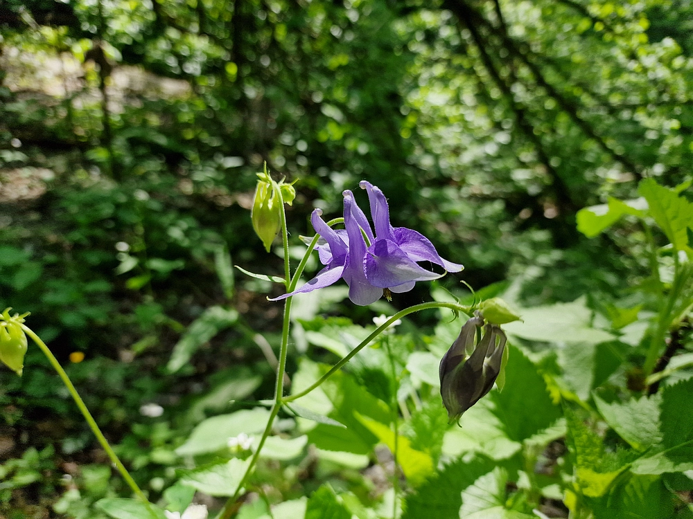 Slika je vidna v Google Chromu.