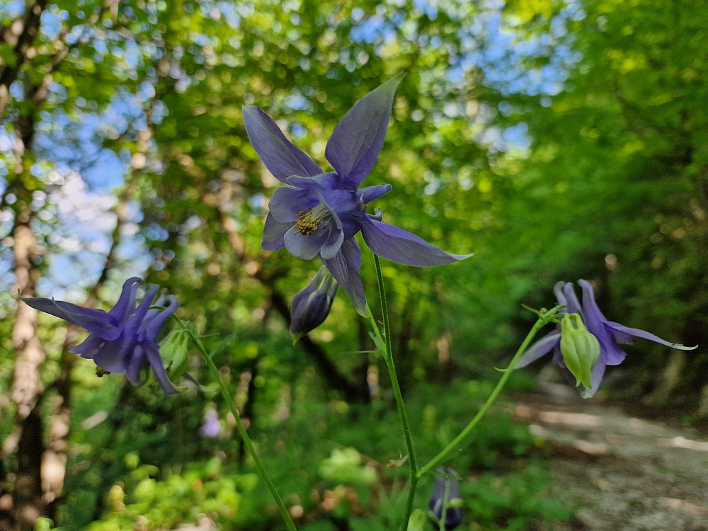 Slika je vidna v Google Chromu.