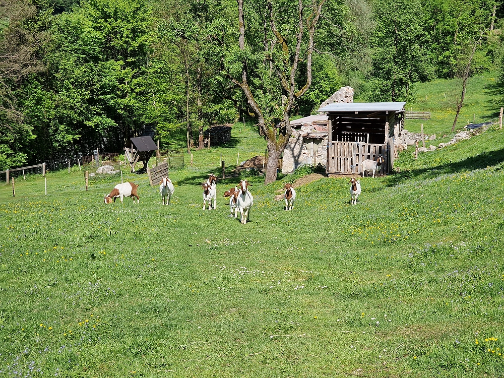 Slika je vidna v Google Chromu.