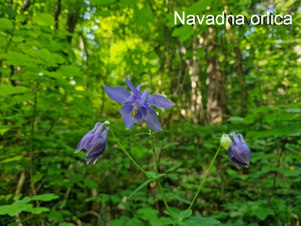 Slika je vidna v Google Chromu.