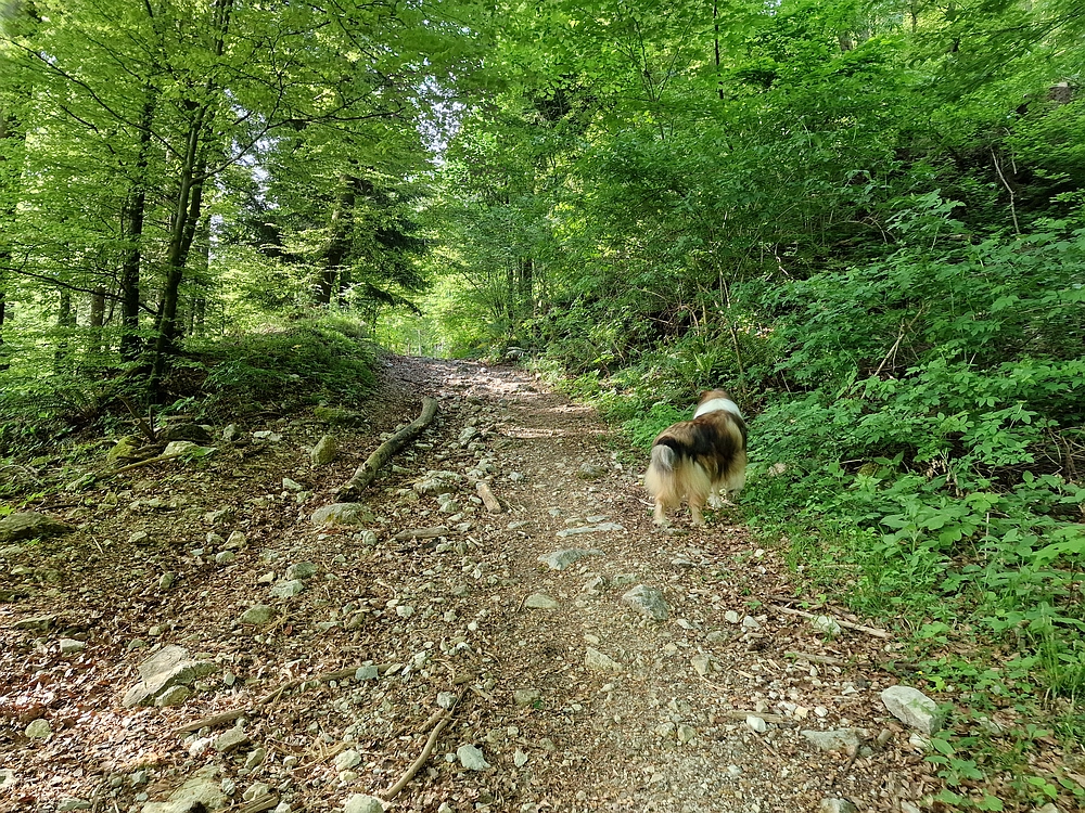 Slika je vidna v Google Chromu.