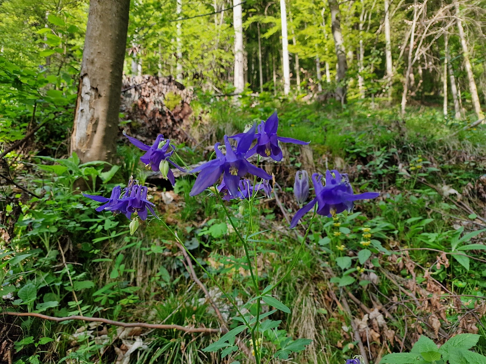 Slika je vidna v Google Chromu.