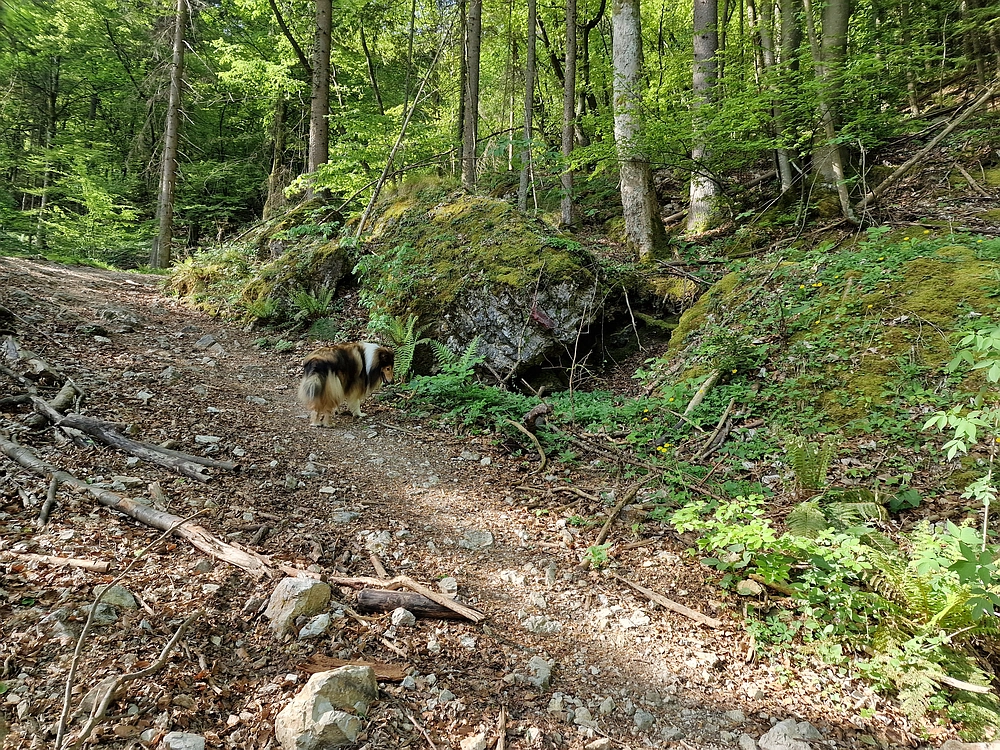 Slika je vidna v Google Chromu.