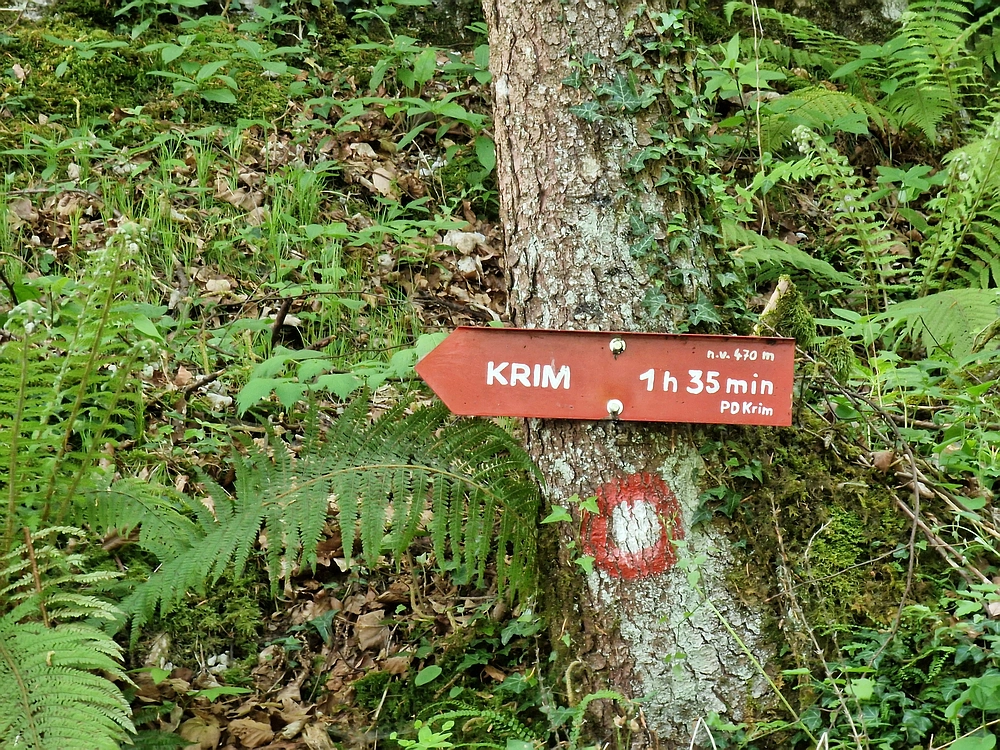 Slika je vidna v Google Chromu.