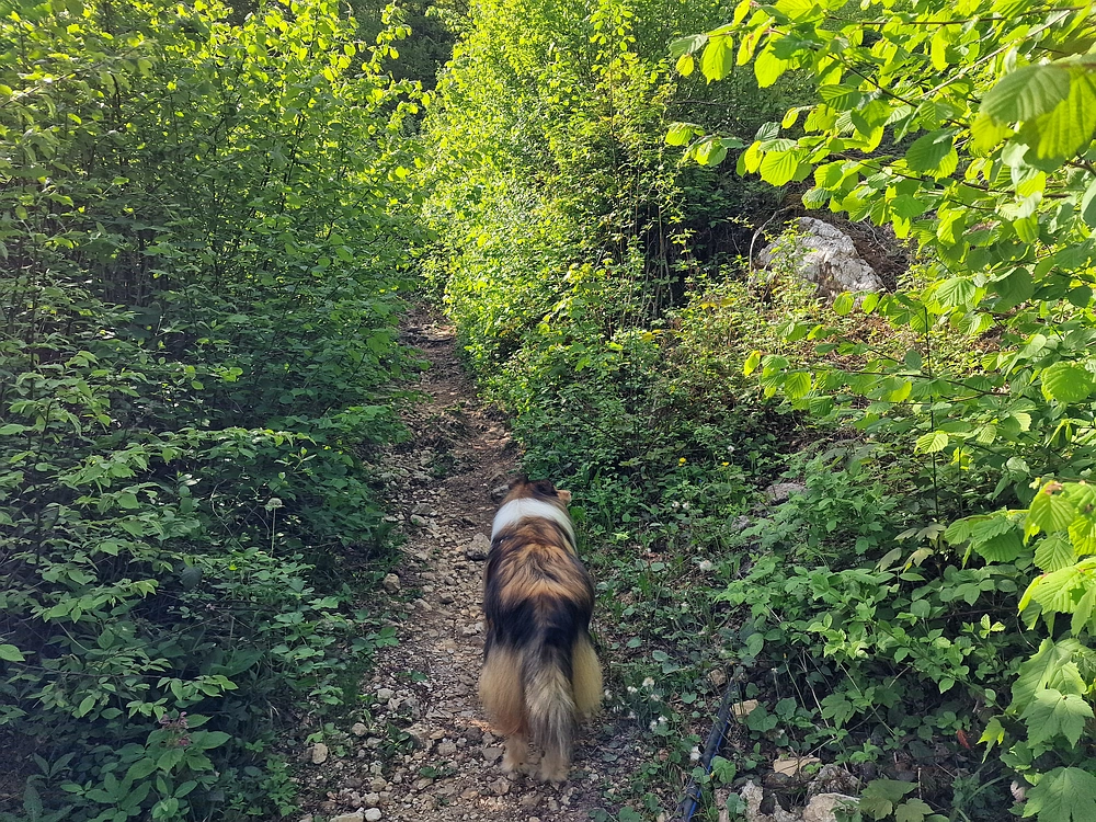 Slika je vidna v Google Chromu.