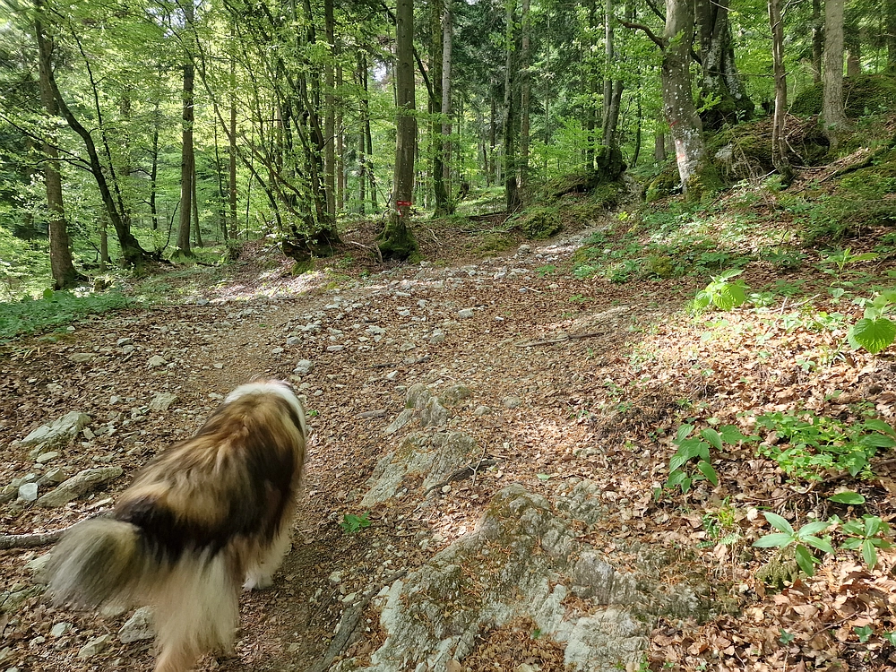 Slika je vidna v Google Chromu.