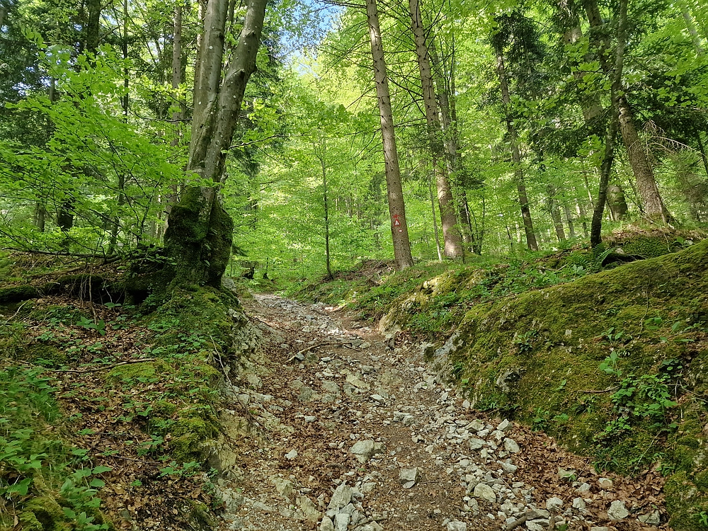 Slika je vidna v Google Chromu.