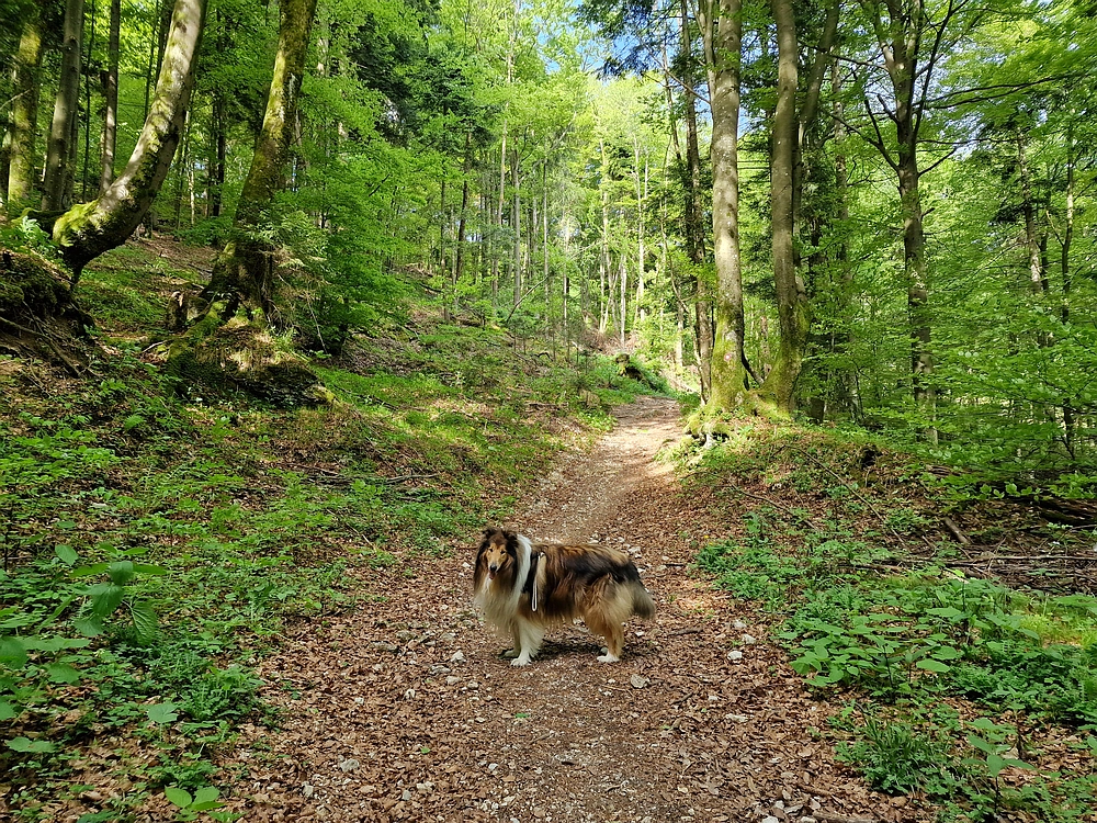 Slika je vidna v Google Chromu.
