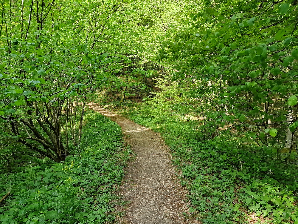 Slika je vidna v Google Chromu.