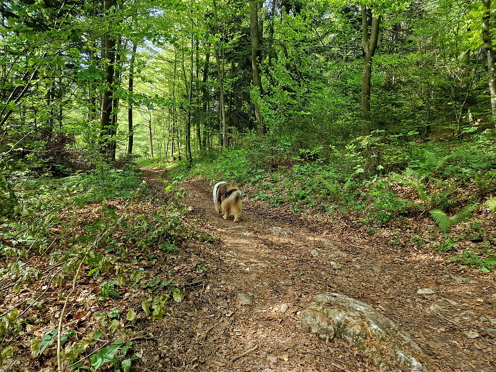Slika je vidna v Google Chromu.