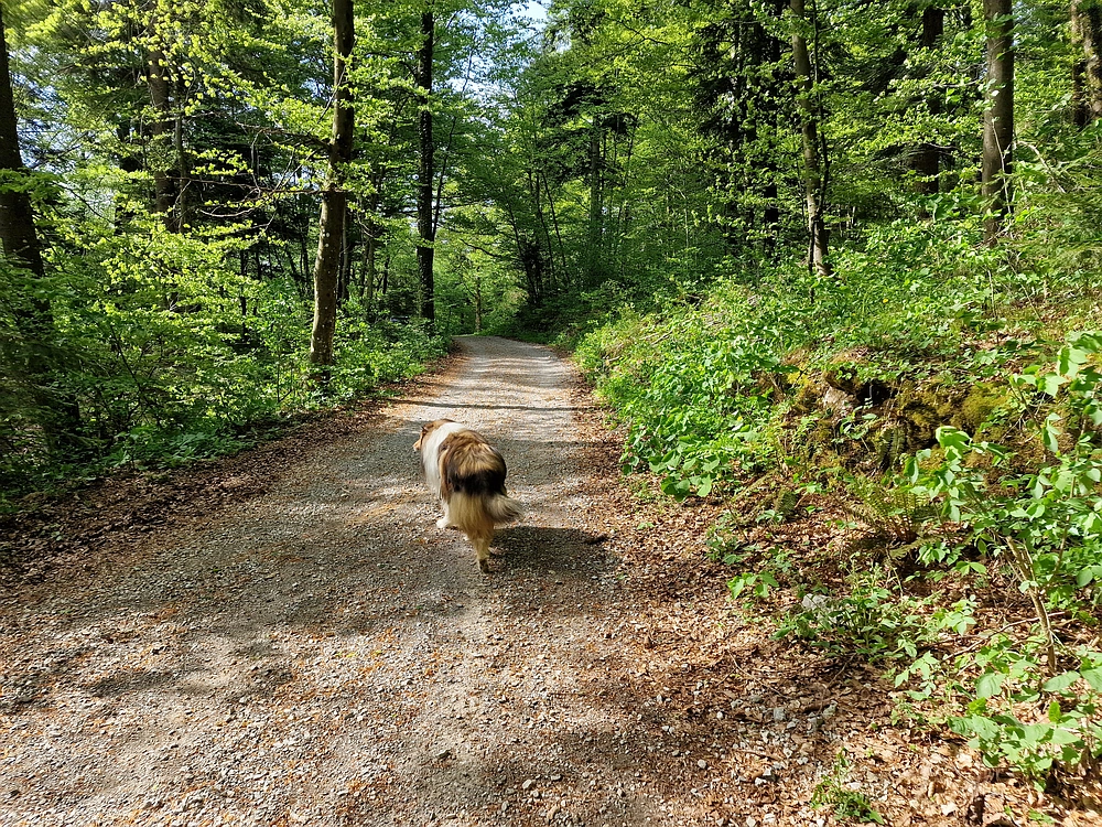 Slika je vidna v Google Chromu.