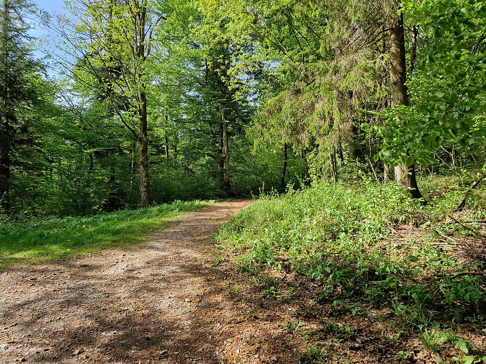 Slika je vidna v Google Chromu.