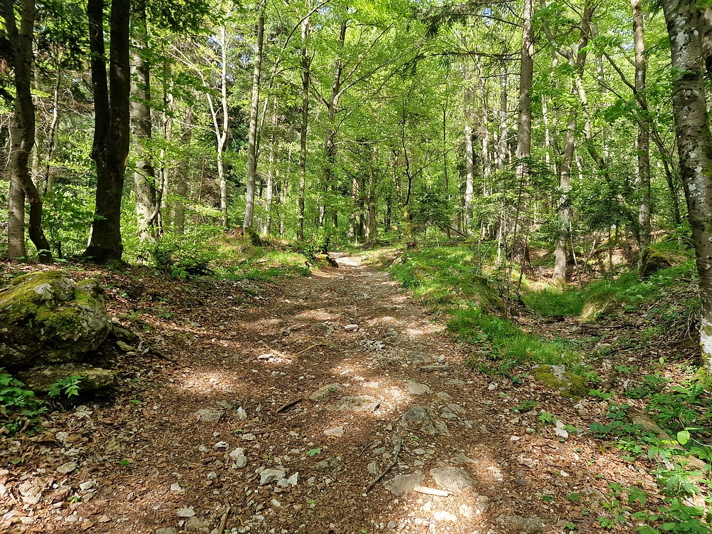 Slika je vidna v Google Chromu.
