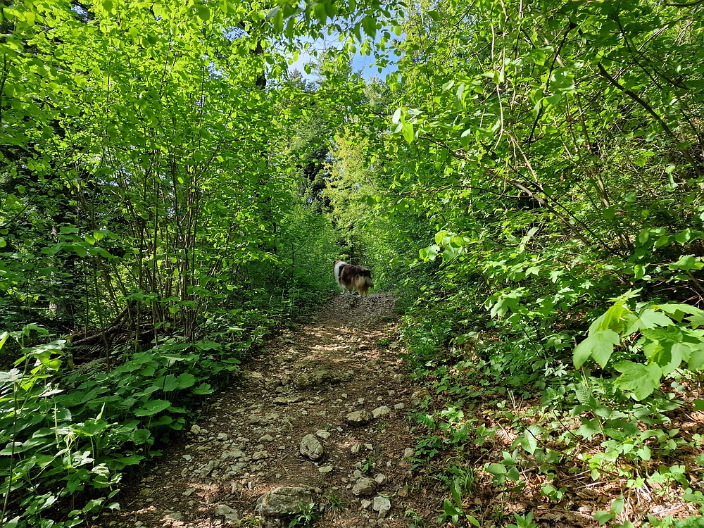 Slika je vidna v Google Chromu.