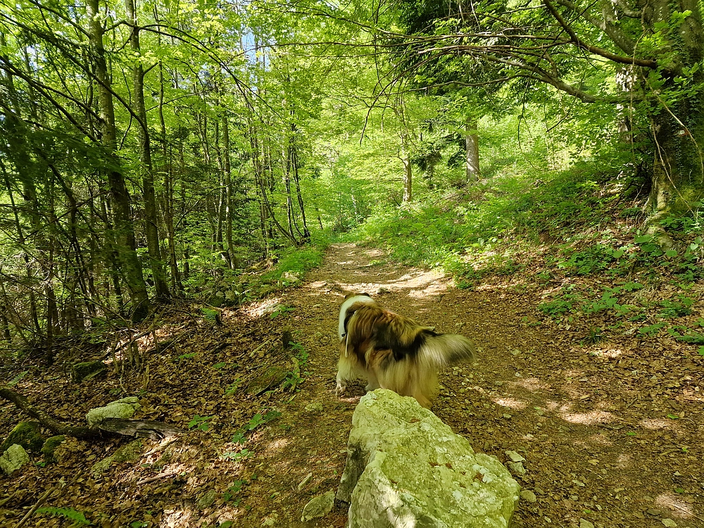Slika je vidna v Google Chromu.