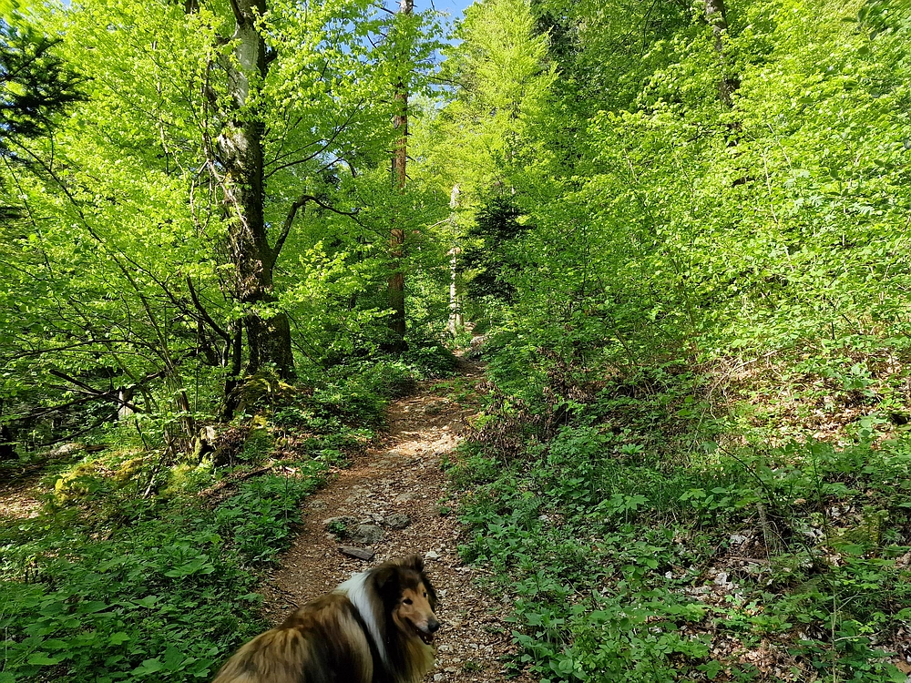 Slika je vidna v Google Chromu.