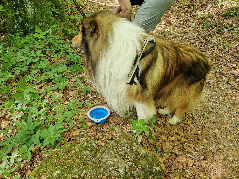 Slika je vidna v Google Chromu.