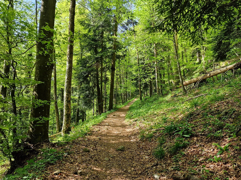 Slika je vidna v Google Chromu.