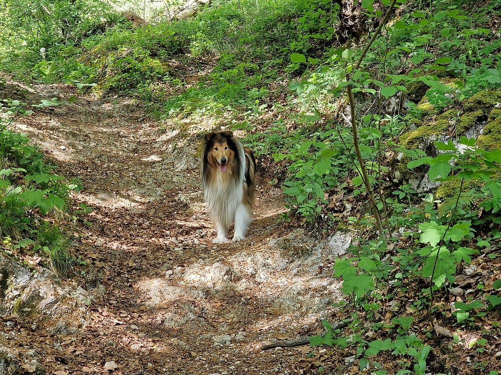 Slika je vidna v Google Chromu.