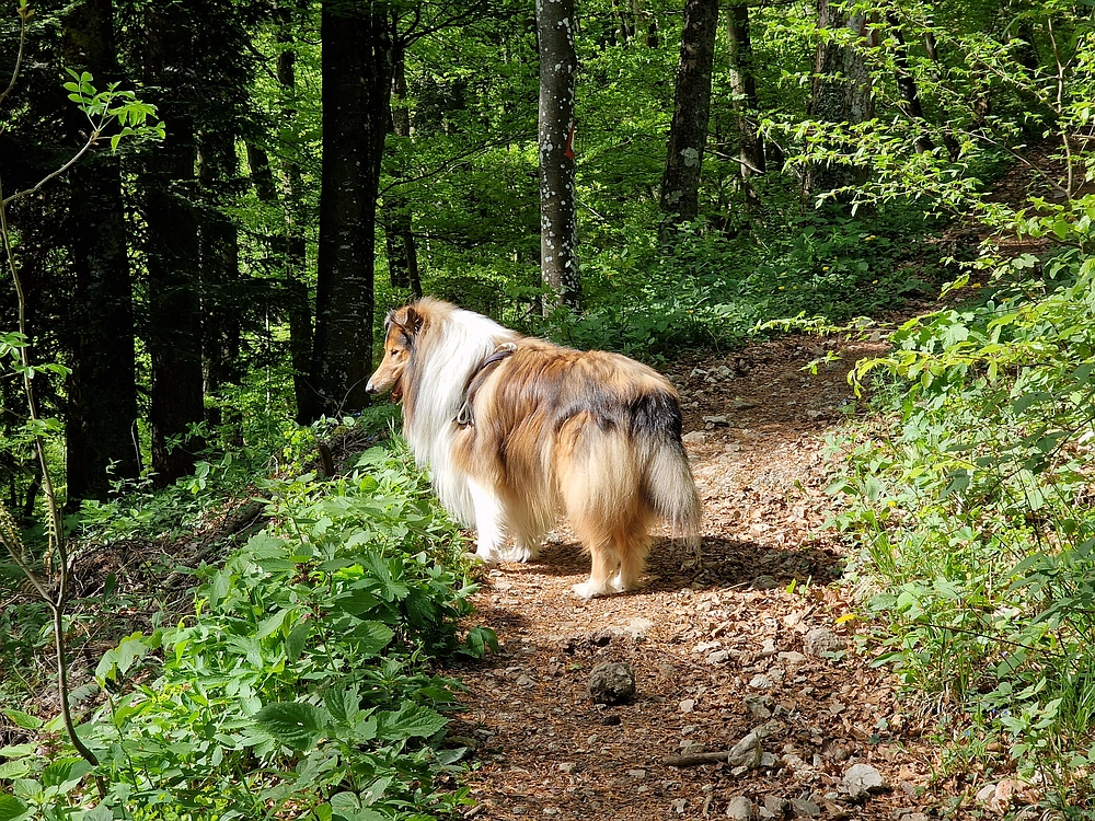 Slika je vidna v Google Chromu.
