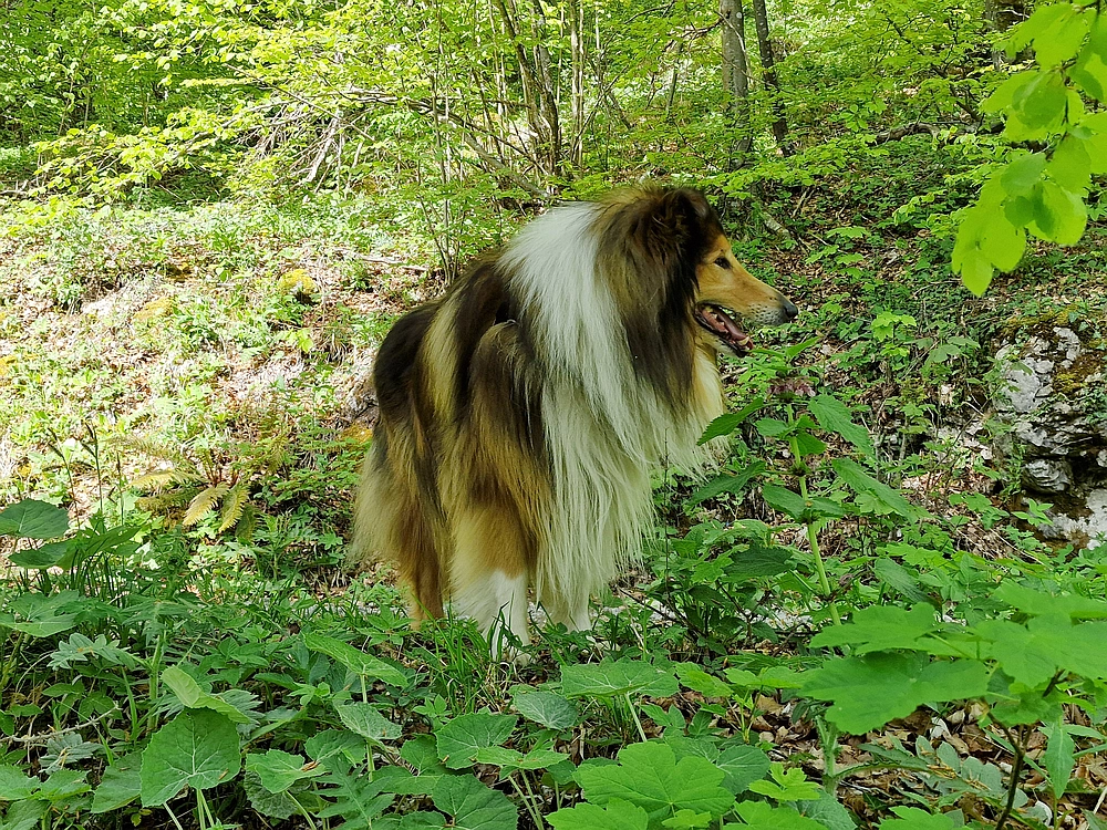 Slika je vidna v Google Chromu.