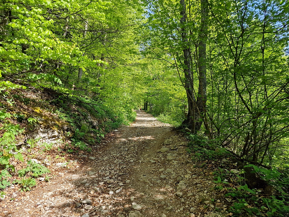 Slika je vidna v Google Chromu.