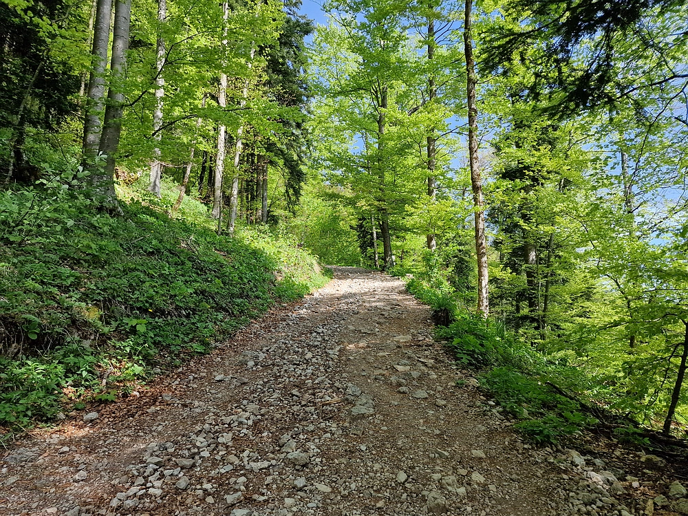 Slika je vidna v Google Chromu.