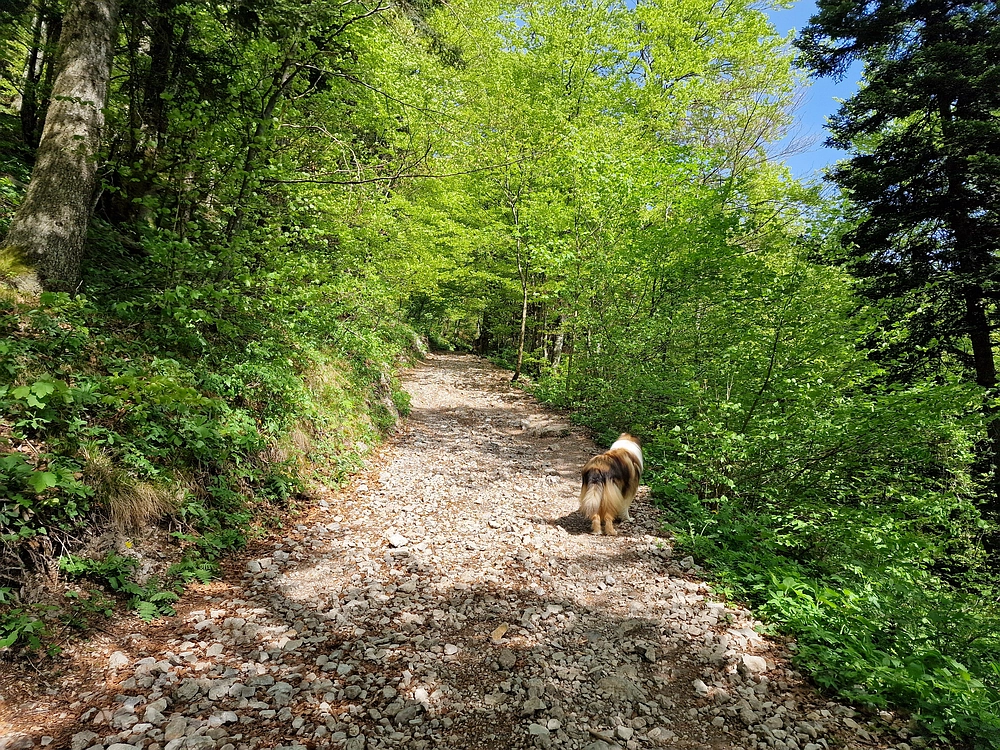 Slika je vidna v Google Chromu.