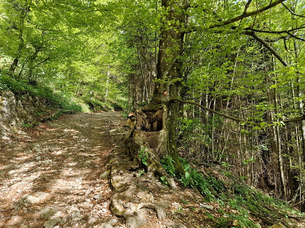 Slika je vidna v Google Chromu.