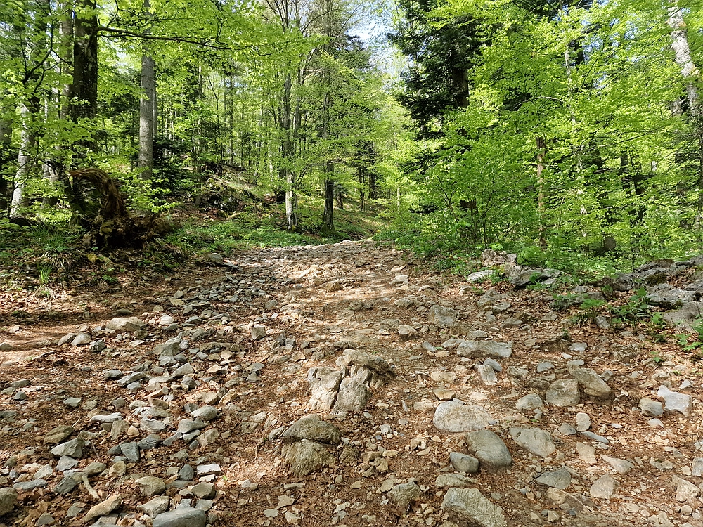 Slika je vidna v Google Chromu.