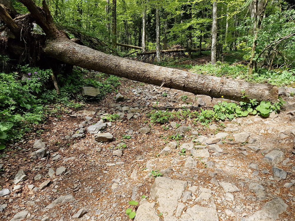 Slika je vidna v Google Chromu.