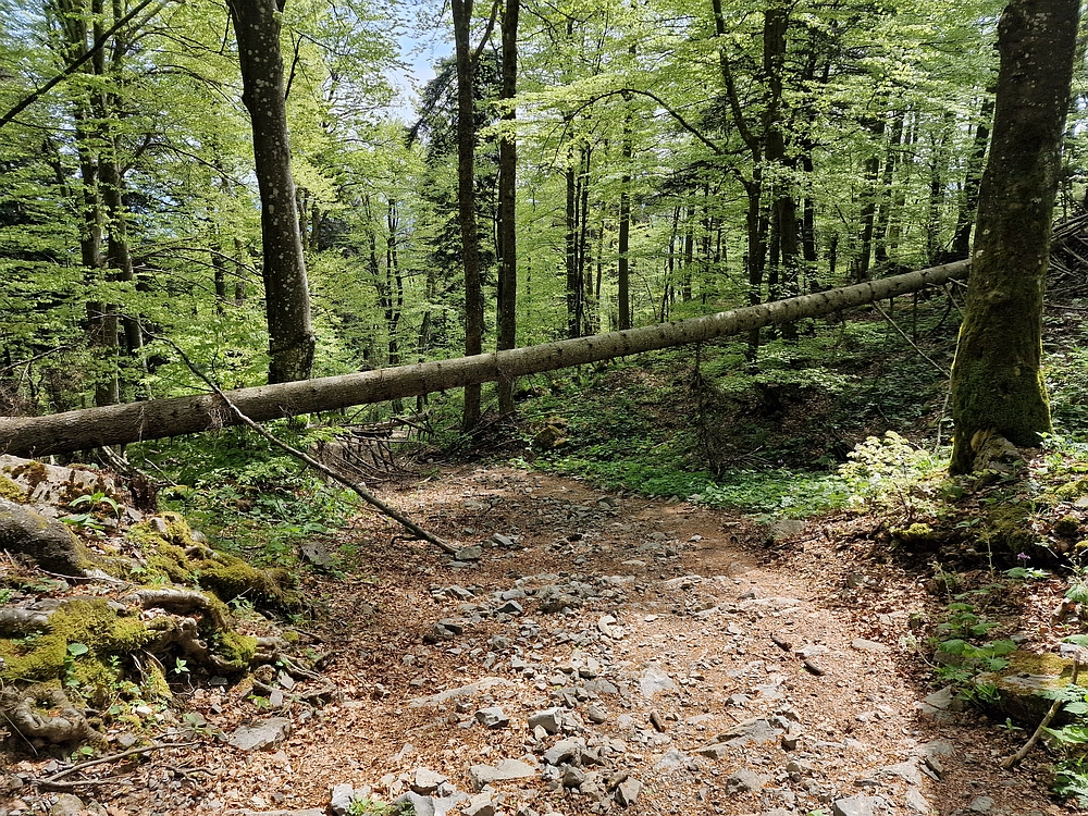 Slika je vidna v Google Chromu.