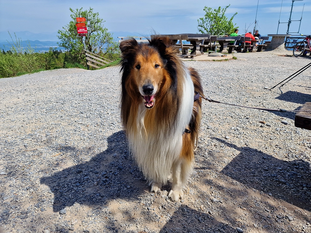Slika je vidna v Google Chromu.