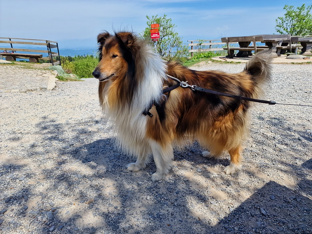 Slika je vidna v Google Chromu.