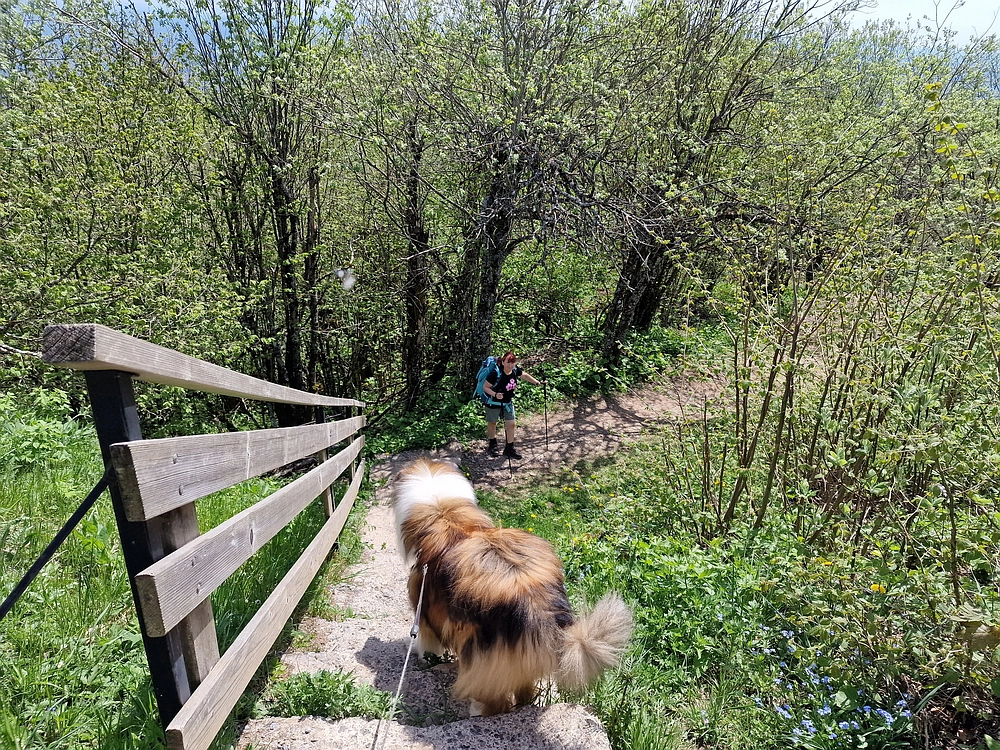 Slika je vidna v Google Chromu.