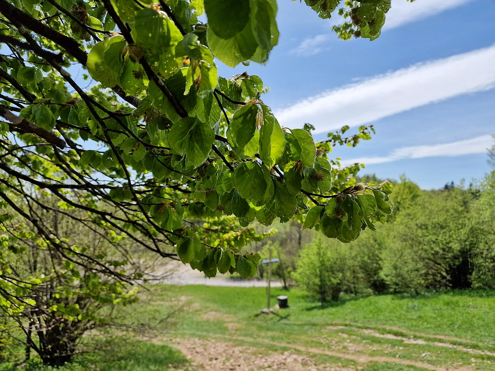 Slika je vidna v Google Chromu.