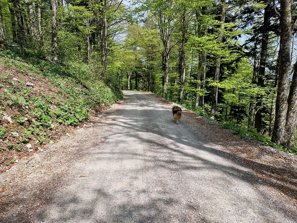 Slika je vidna v Google Chromu.