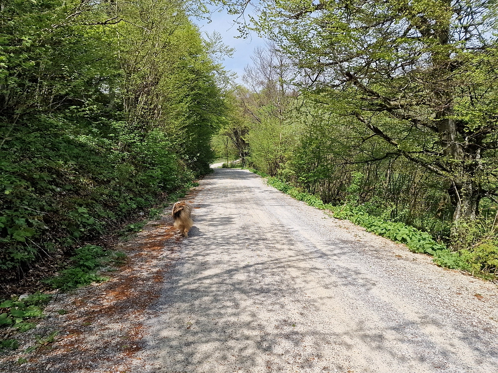 Slika je vidna v Google Chromu.