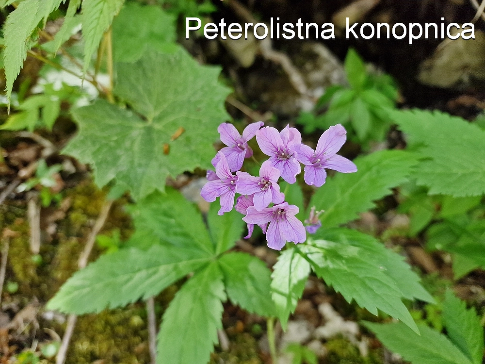 Slika je vidna v Google Chromu.