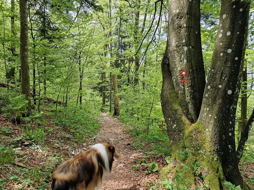 Slika je vidna v Google Chromu.