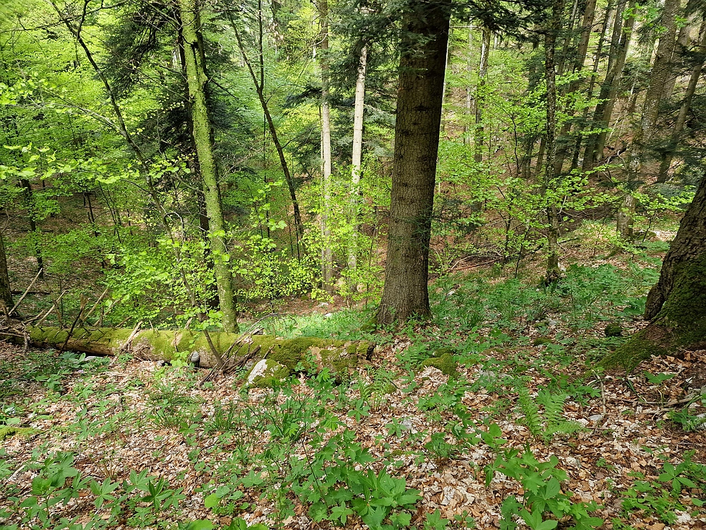 Slika je vidna v Google Chromu.