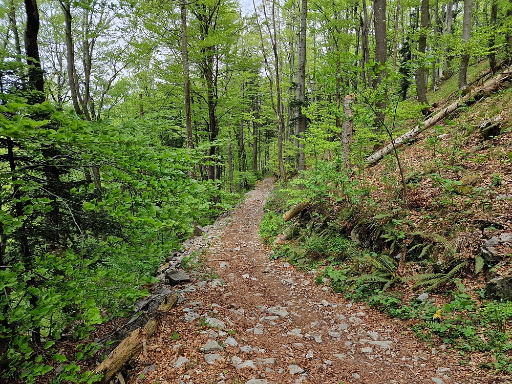 Slika je vidna v Google Chromu.