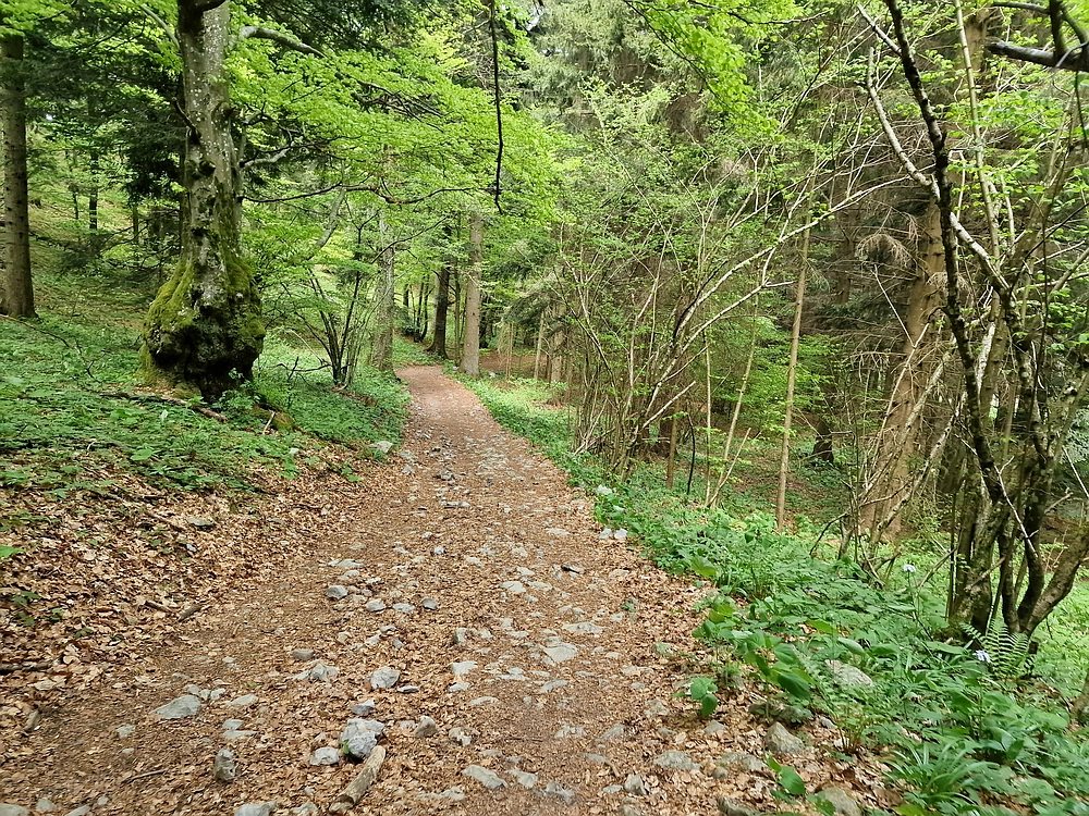 Slika je vidna v Google Chromu.