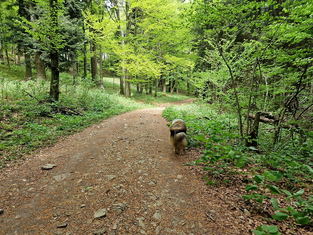 Slika je vidna v Google Chromu.