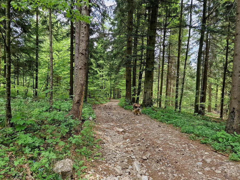 Slika je vidna v Google Chromu.