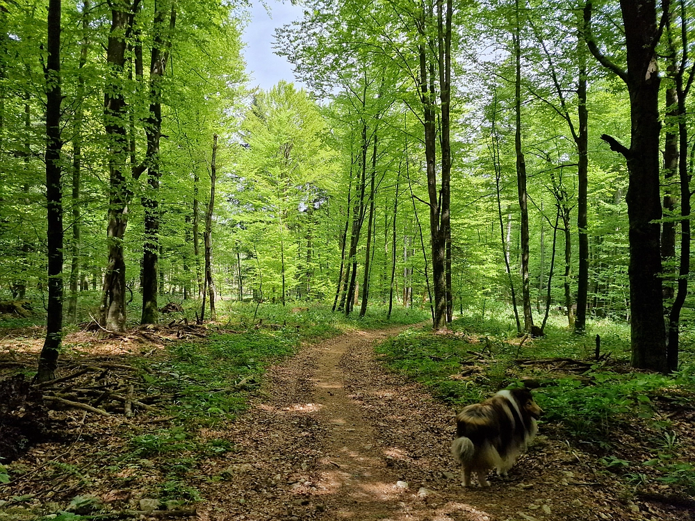 Slika je vidna v Google Chromu.