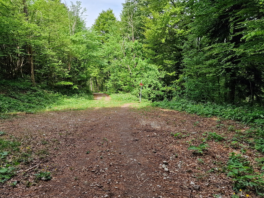 Slika je vidna v Google Chromu.