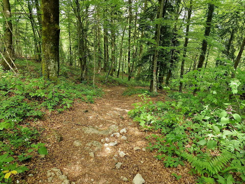 Slika je vidna v Google Chromu.